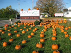 300 Pumkins