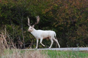 albino1