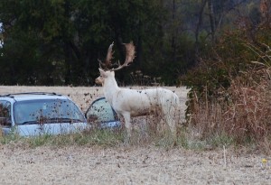 albino 3