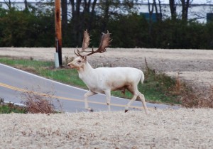 albino deer