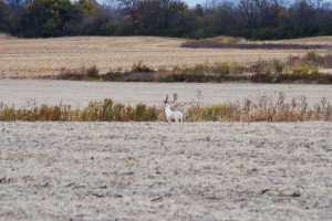albino deer 2